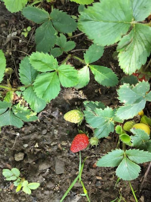 Finca Arep Alquiler Integro 6 Les Planes Les Planes de Hostoles Bagian luar foto